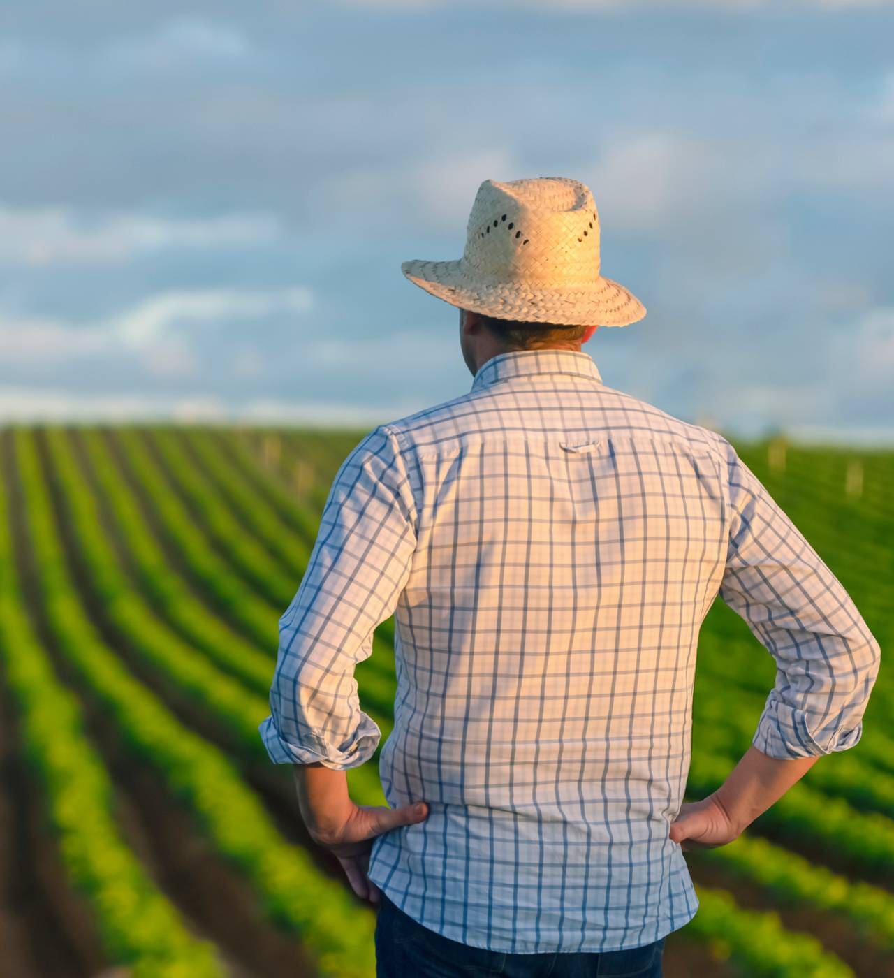 Farmer overlooking a field of crops.